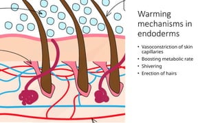 Warming
mechanisms in
endoderms
• Vasoconstriction of skin
capillaries
• Boosting metabolic rate
• Shivering
• Erection of hairs
 