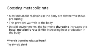 Boosting metabolic rate
• Most metabolic reactions in the body are exothermic (heat-
producing)
• This provides warmth to the body
• In cold environments, the hormone thyroxine increases the
basal metabolic rate (BMR), increasing heat production in
the body
Where is thyroxine released from?
The thyroid gland
 