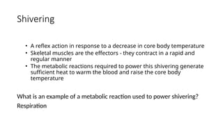 Shivering
• A reflex action in response to a decrease in core body temperature
• Skeletal muscles are the effectors - they contract in a rapid and
regular manner
• The metabolic reactions required to power this shivering generate
sufficient heat to warm the blood and raise the core body
temperature
What is an example of a metabolic reaction used to power shivering?
Respiration
 
