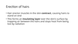 Erection of hairs
• Hair erector muscles in the skin contract, causing hairs to
stand on end
• This forms an insulating layer over the skin's surface by
trapping air between the hairs and stops heat from being
lost by radiation
 