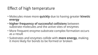 Effect of high temperature
• Molecules move more quickly due to having greater kinetic
energy
• higher frequency of successful collisions between
substrate molecules and the active sites of enzymes
• More frequent enzyme-substrate complex formation occurs
as a result
• Substrates and enzymes collide with more energy, making
it more likely for bonds to be formed or broken
 