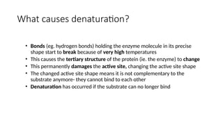 What causes denaturation?
• Bonds (eg. hydrogen bonds) holding the enzyme molecule in its precise
shape start to break because of very high temperatures
• This causes the tertiary structure of the protein (ie. the enzyme) to change
• This permanently damages the active site, changing the active site shape
• The changed active site shape means it is not complementary to the
substrate anymore- they cannot bind to each other
• Denaturation has occurred if the substrate can no longer bind
 