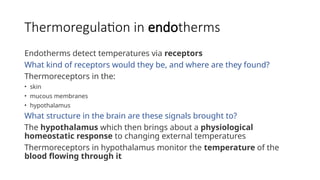 Thermoregulation in endotherms
Endotherms detect temperatures via receptors
What kind of receptors would they be, and where are they found?
Thermoreceptors in the:
• skin
• mucous membranes
• hypothalamus
What structure in the brain are these signals brought to?
The hypothalamus which then brings about a physiological
homeostatic response to changing external temperatures
Thermoreceptors in hypothalamus monitor the temperature of the
blood flowing through it
 
