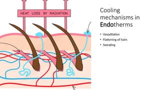 Cooling
mechanisms in
Endotherms
• Vasodilation
• Flattening of hairs
• Sweating
 