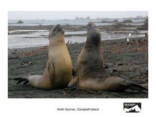 Keith Gunnar, Campbell Island 