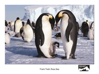 Frank Todd, Ross Sea 