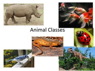 Animal Classes
 