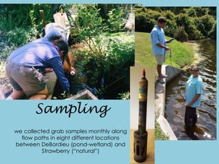 Sampling
we collected grab samples monthly along
flow paths in eight different locations
between DeBordieu (pond-wetland) and
Strawberry (“natural”)
 