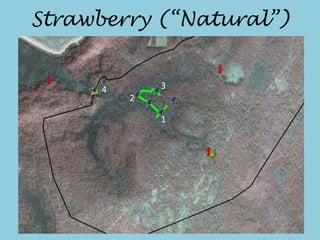 Strawberry (“Natural”)
4
1
2
3
 