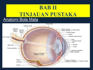 Anatomi Bola Mata
BAB II
TINJAUAN PUSTAKA
 