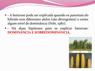  - A heterose pode ser explicada quando os parentais do
híbrido tem diferentes alelos (são divergentes) e existe
algum nível de dominância (Fehr, 1987).
 - Há duas hipóteses para se explicar heterose:
DOMINÂNCIA E SOBREDOMINÂNCIA.
 
