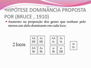 •HIPÓTESE DOMINÂNCIA PROPOSTA
POR (BRUCE , 1910)
 Aumento na proporção dos genes que tenham pelo
menos um alelo dominante em cada loco.
 