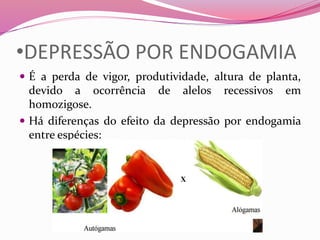 •DEPRESSÃO POR ENDOGAMIA
 É a perda de vigor, produtividade, altura de planta,
devido a ocorrência de alelos recessivos em
homozigose.
 Há diferenças do efeito da depressão por endogamia
entre espécies:
 