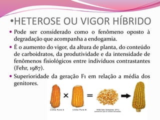 •HETEROSE OU VIGOR HÍBRIDO
 Pode ser considerado como o fenômeno oposto à
degradação que acompanha a endogamia.
 É o aumento do vigor, da altura de planta, do conteúdo
de carboidratos, da produtividade e da intensidade de
fenômenos fisiológicos entre indivíduos contrastantes
(Fehr, 1987).
 Superioridade da geração F1 em relação a média dos
genitores.
 