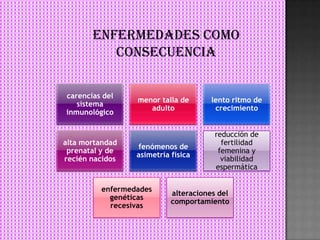 ENFERMEDADES COMO
CONSECUENCIA
carencias del
sistema
inmunológico

alta mortandad
prenatal y de
recién nacidos

menor talla de
adulto

lento ritmo de
crecimiento

fenómenos de
asimetría física

reducción de
fertilidad
femenina y
viabilidad
espermática

enfermedades
genéticas
recesivas

alteraciones del
comportamiento

 