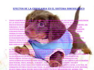 EFECTOS DE LA ENDOGAMIA EN EL SISTEMA INMUNOLÓGICO

•

Todos sabemos que uno de los más peligrosos efectos de los cruces consanguíneos
es la seria probabilidad de que genes perjudiciales recesivos acaben
presentándose en homocigosis y, por lo tanto, expresándose fenotípicamente. Sin
embargo, en condiciones de laboratorio basadas en estricta selección, los
científicos han obtenido líneas de ratones y otros animales extremadamente
consanguíneos de las que se han eliminado los defectos hereditarios. Estos
animales han sido criados con una planificación tan endogámica que son
genéticamente idénticos; al no poseer genes perjudiciales gozan de
extraordinaria salud en todos los aspectos, excepto uno: deben permanecer
toda su vida en un ambiente prácticamente estéril, pues sus sistemas
inmunológicos son incapaces de combatir las infecciones bacterianas o víricas
más simples y comunes.

•

El sistema inmunológico de todos los animales es directa y absolutamente
dependiente de la diversidad genética. Este hecho es explicado por los
científicos con distintas teorías entre las cuales la que más parece ajustarse a
la realidad es la relativa a la actividad de las células creadoras de
anticuerpos. estas células, denominadas “células B”, desarrollan los
anticuerpos necesarios para desactivar o matar aquellas partículas extrañas
(bacterias, virus, hongos, tumores...) que invaden el organismo. Son muy
específicas, pues cada una fabrica un solo tipo de anticuerpo capaz, a su vez, de
combatir un único virus o bacteria. El aspecto más sorprendente de este sistema
es que para cada tipo de infección existe ya en el organismo del animal una

 