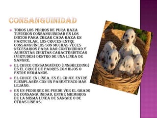







Todos los perros de pura raza
tuvieron consanguinidad en los
inicios para crear cada raza en
particular. Los cruces entre
consanguíneos son muchas veces
necesarios para dar continuidad y
aumentar ciertas características
(virtudes) dentro de una línea de
sangre.
El cruce consanguíneo (innbreeding)
es el cruce de padres con hijos o
entre hermanos.
El cruce en línea, es el cruce entre
ejemplares con un parentesco más
lejano.
En un pedigree se puede ver el grado
de consanguinidad, entre miembros
de la misma línea de sangre o de
otras líneas.

 
