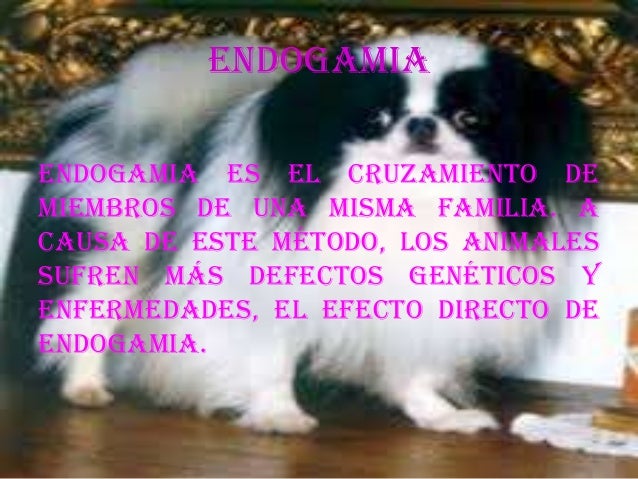 Endogamia