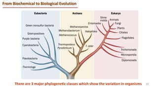 Endogenous evolution.pptx