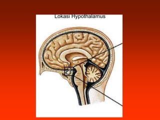 Lokasi Hypothalamus
 