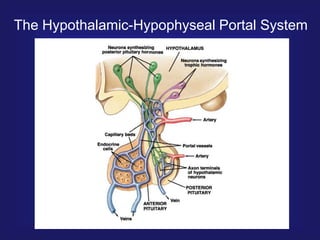 The Hypothalamic-Hypophyseal Portal System
 
