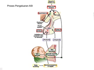 Proses Pengeluaran ASI
 