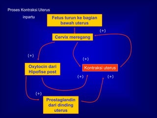 Proses Kontraksi Uterus
inpartu Fetus turun ke bagian
bawah uterus
Cervix meregang
Kontraksi uterus
Oxytocin dari
Hipofise post
Prostaglandin
dari dinding
uterus
(+)
(+)
(+)
(+)
(+)
(+)
 