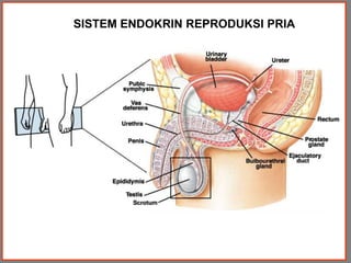 SISTEM ENDOKRIN REPRODUKSI PRIA
 