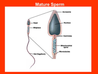 Mature Sperm
 