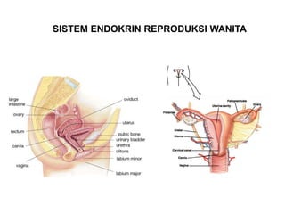 SISTEM ENDOKRIN REPRODUKSI WANITA
 
