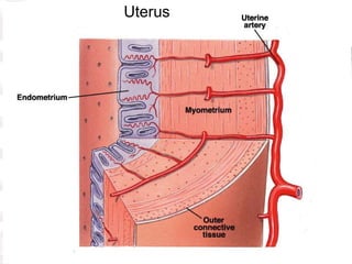 Uterus
 