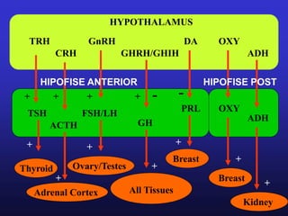 HYPOTHALAMUS
TRH
CRH
GnRH
GHRH/GHIH
DA OXY
ADH
TSH
ACTH
FSH/LH
GH
PRL OXY
ADH
+ + -
+ + -
Thyroid
Adrenal Cortex
Ovary/Testes
All Tissues
Breast
Breast
Kidney
+
+
+
+
+
+
+
HIPOFISE ANTERIOR HIPOFISE POST
 