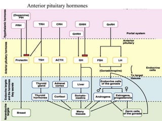 Anterior pituitary hormones
 