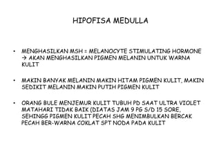 HIPOFISA MEDULLA
• MENGHASILKAN MSH = MELANOCYTE STIMULATING HORMONE
 AKAN MENGHASILKAN PIGMEN MELANIN UNTUK WARNA
KULIT
• MAKIN BANYAK MELANIN MAKIN HITAM PIGMEN KULIT, MAKIN
SEDIKIT MELANIN MAKIN PUTIH PIGMEN KULIT
• ORANG BULE MENJEMUR KULIT TUBUH PD SAAT ULTRA VIOLET
MATAHARI TIDAK BAIK (DIATAS JAM 9 PG S/D 15 SORE,
SEHINGG PIGMEN KULIT PECAH SHG MENIMBULKAN BERCAK
PECAH BER-WARNA COKLAT SPT NODA PADA KULIT
 