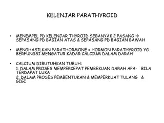 KELENJAR PARATHYROID
• MENEMPEL PD KELENJAR THYROID SEBANYAK 2 PASANG 
SEPASANG PD BAGIAN ATAS & SEPASANG PD BAGIAN BAWAH
• MENGHASILKAN PARATHORMONE = HORMON PARATHYROID YG
BERFUNGSI MENGATUR KADAR CALCIUM DALAM DARAH
• CALCIUM DIBUTUHKAN TUBUH:
1. DALAM PROSES MEMPERCEPAT PEMBEKUAN DARAH APA- BILA
TERDAPAT LUKA
2. DALAM PROSES PEMBENTUKAN & MEMPERKUAT TULANG &
GIGI
 