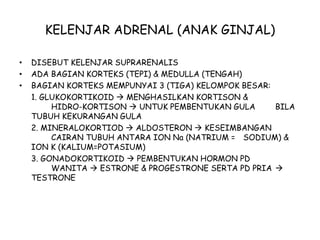 KELENJAR ADRENAL (ANAK GINJAL)
• DISEBUT KELENJAR SUPRARENALIS
• ADA BAGIAN KORTEKS (TEPI) & MEDULLA (TENGAH)
• BAGIAN KORTEKS MEMPUNYAI 3 (TIGA) KELOMPOK BESAR:
1. GLUKOKORTIKOID  MENGHASILKAN KORTISON &
HIDRO-KORTISON  UNTUK PEMBENTUKAN GULA BILA
TUBUH KEKURANGAN GULA
2. MINERALOKORTIOD  ALDOSTERON  KESEIMBANGAN
CAIRAN TUBUH ANTARA ION Na (NATRIUM = SODIUM) &
ION K (KALIUM=POTASIUM)
3. GONADOKORTIKOID  PEMBENTUKAN HORMON PD
WANITA  ESTRONE & PROGESTRONE SERTA PD PRIA 
TESTRONE
 