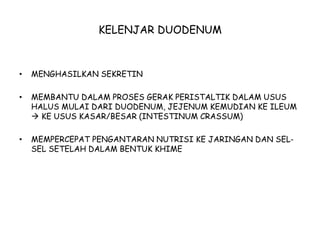 KELENJAR DUODENUM
• MENGHASILKAN SEKRETIN
• MEMBANTU DALAM PROSES GERAK PERISTALTIK DALAM USUS
HALUS MULAI DARI DUODENUM, JEJENUM KEMUDIAN KE ILEUM
 KE USUS KASAR/BESAR (INTESTINUM CRASSUM)
• MEMPERCEPAT PENGANTARAN NUTRISI KE JARINGAN DAN SEL-
SEL SETELAH DALAM BENTUK KHIME
 