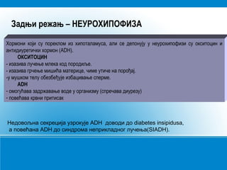 Задњи режањ – НЕУРОХИПОФИЗА
Хормони који су пореклом из хипоталамуса, али се депонују у неурохипофизи су окситоцин и
антидиуретички хормон (ADH).
ОКСИТОЦИН
- изазива лучење млека код породиље.
- изазива грчење мишића материце, чиме утиче на порођај.
-у мушком телу обезбеђује избацивање сперме.
ADH
- омогућава задржавање воде у организму (спречава диурезу)
- повећава крвни притисак
Недовољна секреција узрокује ADH доводи до diabetes insipidusа,
a повећана ADH до синдрома неприкладног лучења(SIADH).
 