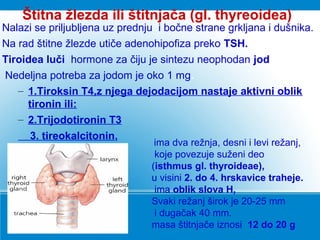 Nalazi se priljubljena uz prednju i bočne strane grkljana i dušnika.
Na rad štitne žlezde utiče adenohipofiza preko TSH.
Tiroidea luči hormone za čiju je sintezu neophodan jod
Nedeljna potreba za jodom je oko 1 mg.
– 1.Tiroksin T4,z njega dejodacijom nastaje aktivni oblik
tironin ili:
– 2.Trijodotironin T3
3. tireokalcitonin,
Štitna žlezda ili štitnjača (gl. thyreoidea)
ima dva režnja, desni i levi režanj,
koje povezuje suženi deo
(isthmus gl. thyroideae),
u visini 2. do 4. hrskavice traheje.
ima oblik slova H,
Svaki režanj širok je 20-25 mm
i dugačak 40 mm.
masa štitnjače iznosi 12 do 20 g
 