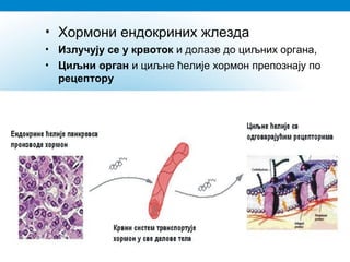 • Хормони ендокриних жлезда
• Излучују се у крвоток и долазе до циљних органа,
• Циљни орган и циљне ћелије хормон препознају по
рецептору
•
 
