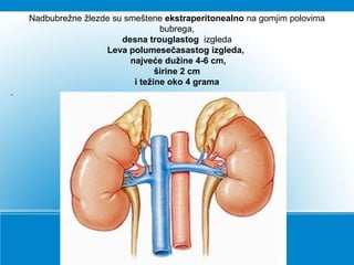 Nadbubrežne žlezde su smeštene ekstraperitonealno na gomjim polovima
bubrega,
desna trouglastog izgleda
Leva polumesečasastog izgleda,
najveće dužine 4-6 cm,
širine 2 cm
i težine oko 4 grama
.
 