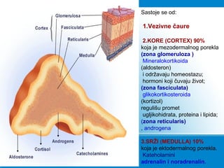 Sastoje se od:
1.Vezivne čaure
2.KORE (CORTEX) 90%
koja je mezodermalnog porekla
(zona glomeruloza )
Mineralokortikoida
(aldosteron)
i održavaju homeostazu;
hormoni koji čuvaju život;
(zona fasciculata)
glikokortikosteroida
(kortizol)
regulišu promet
ugljikohidrata, proteina i lipida;
(zona reticularis)
, androgena
3.SRŽI (MEDULLA) 10%
koja je ektodermalnog porekla.
Kateholamini
adrenalin i noradrenalin.
 