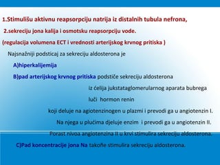 1.Stimulišu aktivnu reapsorpciju natrija iz distalnih tubula nefrona,
2.sekreciju jona kalija i osmotsku reapsorpciju vode.
(regulacija volumena ECT i vrednosti arterijskog krvnog pritiska )
Najsnažniji podsticaj za sekreciju aldosterona je
A)hiperkalijemija
B)pad arterijskog krvnog pritiska podstiče sekreciju aldosterona
iz ćelija jukstataglomerularnog aparata bubrega
luči hormon renin
koji deluje na agiotenzinogen u plazmi i prevodi ga u angiotenzin I.
Na njega u plućima djeluje enzim i prevodi ga u angiotenzin II.
Porast nivoa angiotenzina II u krvi stimulira sekreciju aldosterona.
C)Pad koncentracije jona Na takoñe stimulira sekreciju aldosterona.
 