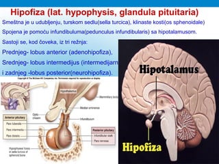Hipofiza (lat. hypophysis, glandula pituitaria)
Smeštna je u udubljenju, turskom sеdlu(sella turcica), klinaste kosti(os sphenoidale)
Spojena je pomoću infundibuluma(pedunculus infundibularis) sa hipotalamusom.
Sastoji se, kod čoveka, iz tri režnja:
Prednjeg- lobus anterior (adenohipofiza),
Srednjeg- lobus intermedijus (intermedijarni)
i zadnjeg -lobus posterior(neurohipofiza).
 