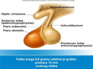 Teška svega 0,6 grama veličine je graška
promera 15 mm
ovalnog oblika
 