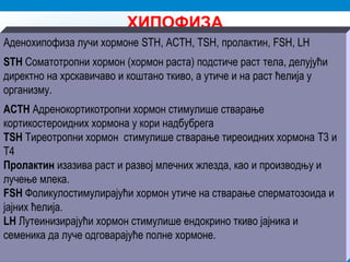 ХИПОФИЗА
Аденохипофиза лучи хормоне STH, ACTH, TSH, пролактин, FSH, LH
STH Соматотропни хормон (хормон раста) подстиче раст тела, делујући
директно на хрскавичаво и коштано ткиво, а утиче и на раст ћелија у
организму.
ACTH Адренокортикотропни хормон стимулише стварање
кортикостероидних хормона у кори надбубрега
ТSH Тиреотропни хормон стимулише стварање тиреоидних хормона T3 и
T4
Пролактин изазива раст и развој млечних жлезда, као и производњу и
лучење млека.
FSH Фоликулостимулирајући хормон утиче на стварање сперматозоида и
јајних ћелија.
LH Лутеинизирајући хормон стимулише ендокрино ткиво јајника и
семеника да луче одговарајуће полне хормоне.
 