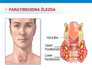 
PARATIREOIDNA ŽLEZDA
 