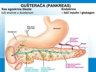 GUŠTERAČA (PANKREAS)
Kao egzokrina žlezda:
luči enzime u duodenum
Endokrina
– luči inzulin i glukagon
 
