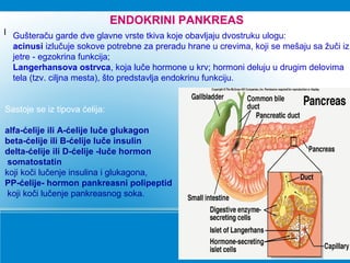 ENDOKRINI PANKREAS
I Gušteraču garde dve glavne vrste tkiva koje obavljaju dvostruku ulogu:
acinusi izlučuje sokove potrebne za preradu hrane u crevima, koji se mešaju sa žuči iz
jetre - egzokrina funkcija;
Langerhansova ostrvca, koja luče hormone u krv; hormoni deluju u drugim delovima
tela (tzv. ciljna mesta), što predstavlja endokrinu funkciju.
Sastoje se iz tipova ćelija:
alfa-ćelije ili A-ćelije luče glukagon
beta-ćelije ili B-ćelije luče insulin
delta-ćelije ili D-ćelije -luče hormon
somatostatin
koji koči lučenje insulina i glukagona,
PP-ćelije- hormon pankreasni polipeptid
koji koči lučenje pankreasnog soka.
 