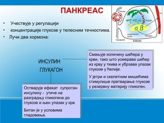 ПАНКРЕАС
• Учествује у регулацији
• концентрације глукозе у телесним течностима.
• Лучи два хормона:
Смањује количину шећера у
крви, тако што усмерава шећер
из крву у ткива и убрзава улазак
глукозе у ћелије.
У јетри и скелетним мишићима
стимулише претварање глукозе
у резервну материју гликоген.
Смањује количину шећера у
крви, тако што усмерава шећер
из крву у ткива и убрзава улазак
глукозе у ћелије.
У јетри и скелетним мишићима
стимулише претварање глукозе
у резервну материју гликоген.Остварује ефекат супротан
инсулину - утиче на
разградњу гликогена до
глукозе и њен улазак у крв
Битан је у условима
гладовања.
Остварује ефекат супротан
инсулину - утиче на
разградњу гликогена до
глукозе и њен улазак у крв
Битан је у условима
гладовања.
ИНСУЛИН
ГЛУКАГОН
 